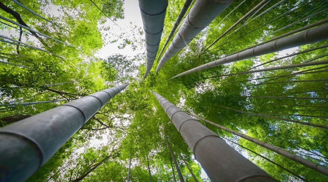 Les bienfaits du bambou