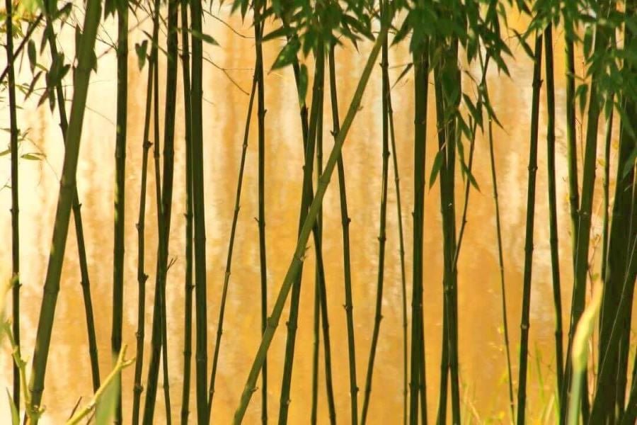 Le bambou - BambooHomeStore
